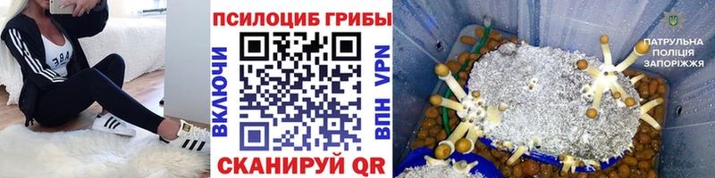Псилоцибиновые грибы Psilocybe  blacksprut ССЫЛКА  Светлоград  хочу наркоту 